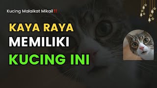 Kucing Malaikat Mikail‼ Beruntung Sekali jika menemukannya | ciri kucing pembawa keberuntungan
