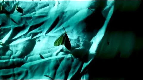 Mothing At Home with Alice Puchalsky