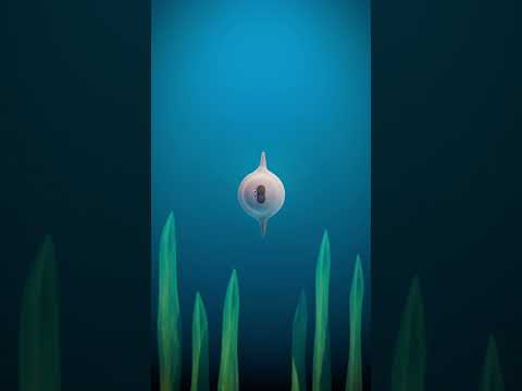 GUESS WHAT IT IS SEALOOK Shorts