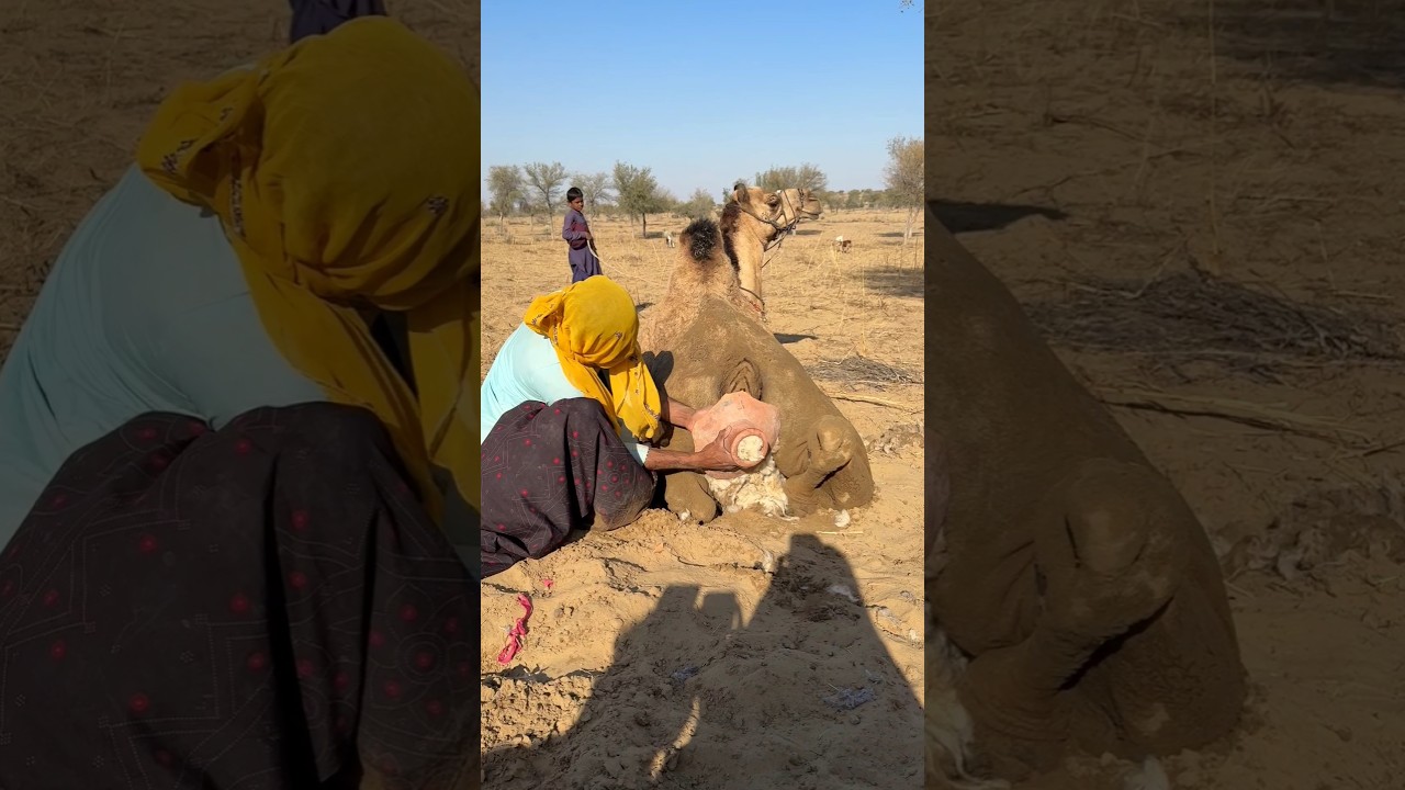 فتاة تنتف القطن من فوهة إناء مكسور، بالقرب من ذيل الجمل