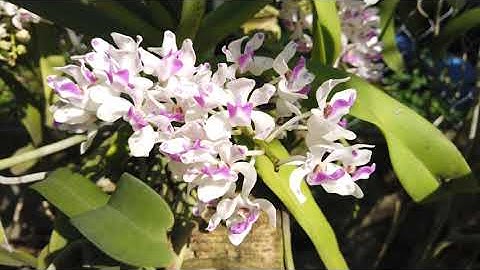 Mùa hoa lan Ngọc điểm (Nghinh xuân) RỪNG đua nở tại Rừng Lan 3 tháng 2. phần II.