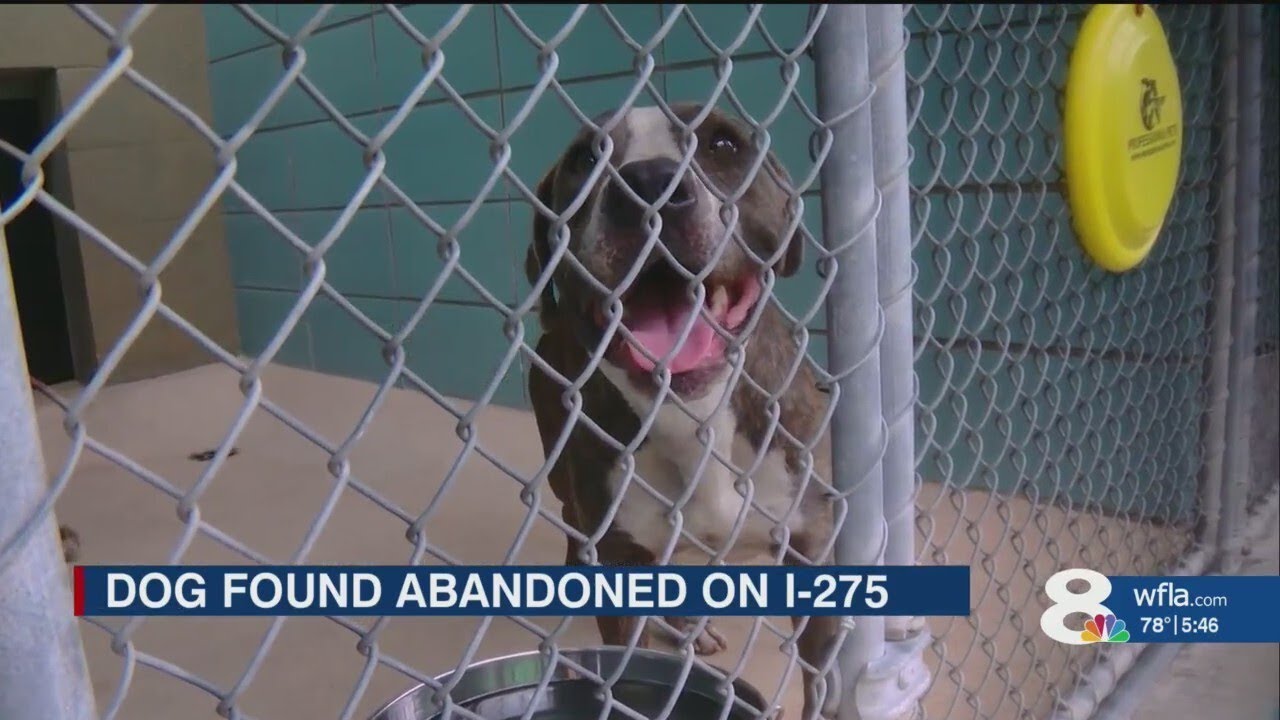 Dog Abandoned in Crate on Highway in Brutal Heat Sparks Investigation ...