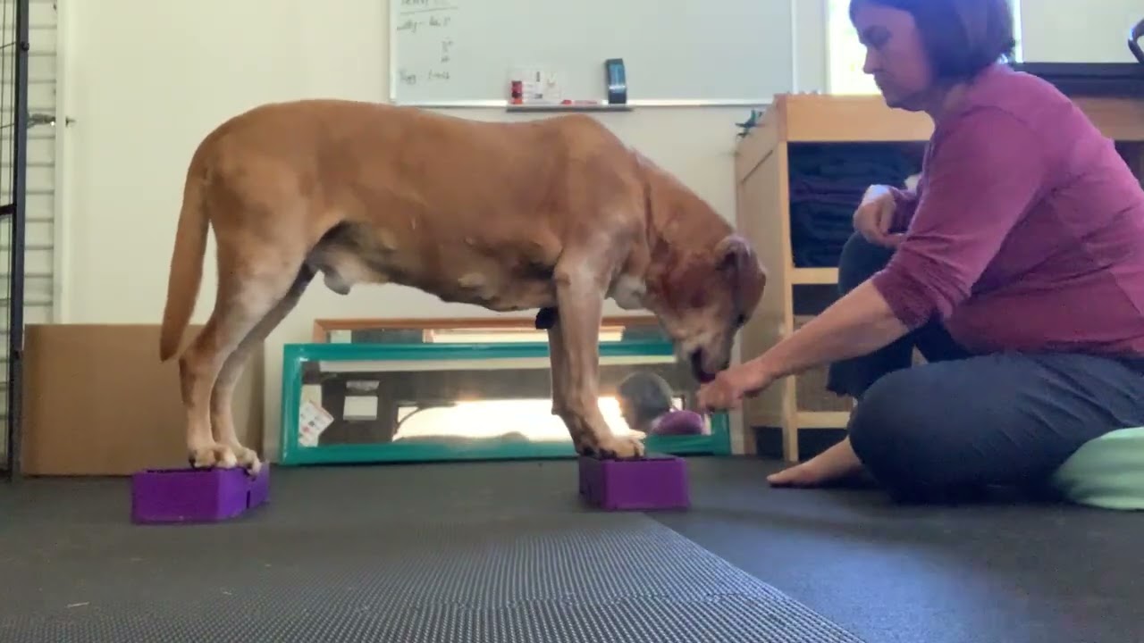 Simple Strength & Mobility for Dogs | Real-Life Functional Exercise