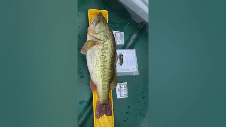 Campen Bass 2021, Pescador: Daniel Valois, Torneo ...