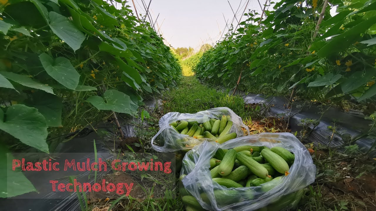 Cucumber growing technology using plastic mulch YouTube