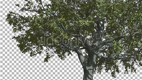 White Oak Trunk And Lower Branches | Motion Graphics - Envato elements