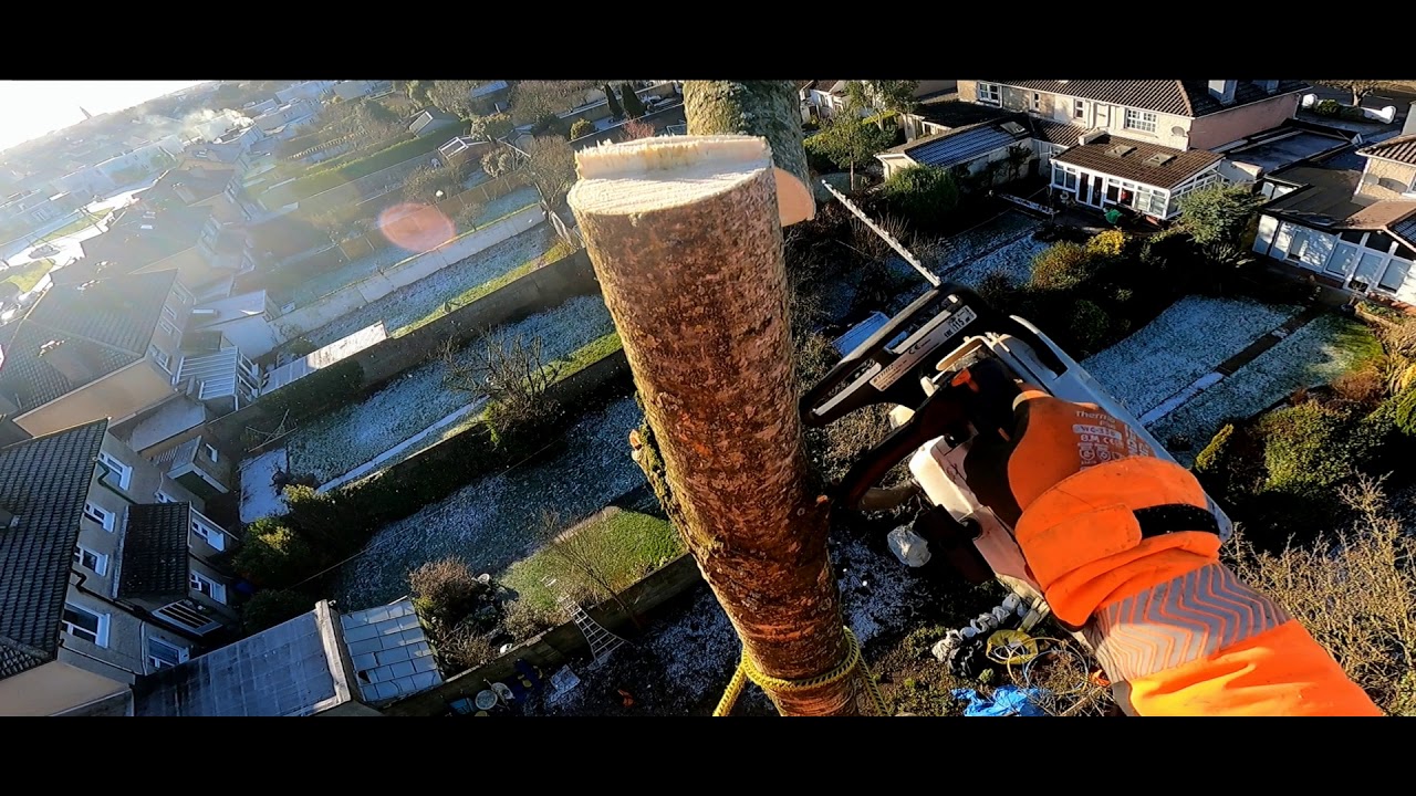 Poplar tree removal - YouTube