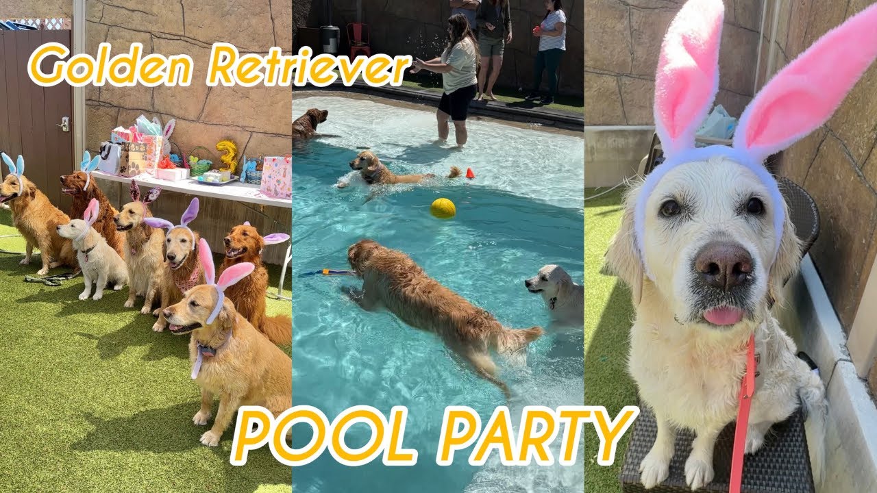 Golden Retriever Pool Party! YouTube