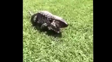 Lizard Jumpscare