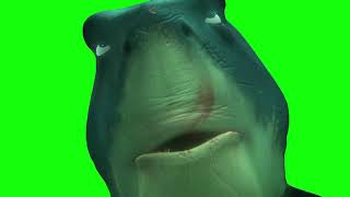 Green Screen "That's Good" Meme | Finding Nemo Meme