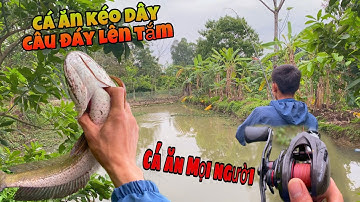 Câu Cá Lóc-Hành Trình Săn Cá Lóc Hugo Mùa Lạnh Bằng Nhái Thật Và Cái Kết/Tập 2 #longvelic#fishing