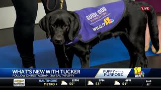 Tucker is at WBAL-TV for his Weekly Pupdate on America's VetDogs Maryland 5k Run & Dog Walk