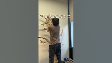 How to build a Tree Bookshelf - Guide from Our Customer #spryinterior #treebookshelf #homedecor