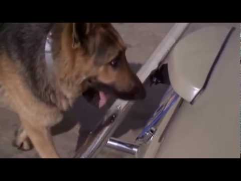 ვიდეო: როგორ ავირჩიოთ ყველაზე კეთილი ძაღლი