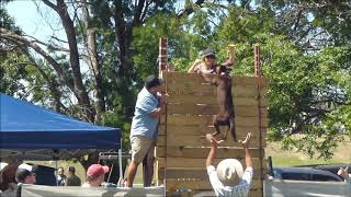 Kelpie  jumps an amazing 10 ft. ( just over 3 metres.) Wealth