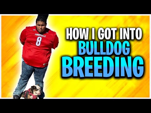 My First Breeding Experience with English Bulldogs! [Complete Guide]