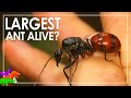 Largest Ant In The World? – Giant Forest Ant | Dinomyrmex