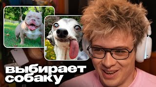 картинка: ДЕНЖЕР ЛЕХА ЗАВЕДЕТ СОБАКУ? // ВЫБИРАЕТ ПИТОМЦА с ЧАТОМ