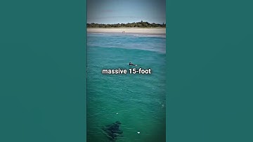 Experienced Surfer Killed By Great White Shark