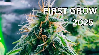 HAPPY NEW YEAR ! I GREW MY FIRST PLANTS