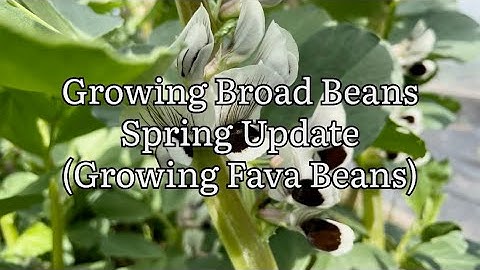 Growing Broad Beans 2023, Spring Update. Fava Beans Update