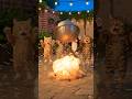 #funny #viralvideo #shortsviral #viralvideo #shortsfeed #shorts #shortsviral #cat