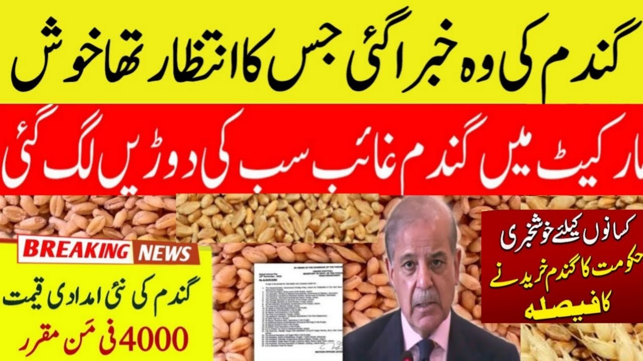 Today Wheat price in punjab | گندم کا ریٹ 2025 | wheat price 2025 in ...