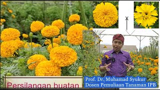 Persilangan buatan marigold