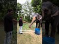 Elefun in Jaipur Elephant sanctuary #elefun #elephant #indiancapital #jaipursafari #travel