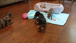Mini Dachshund Puppies For Sale