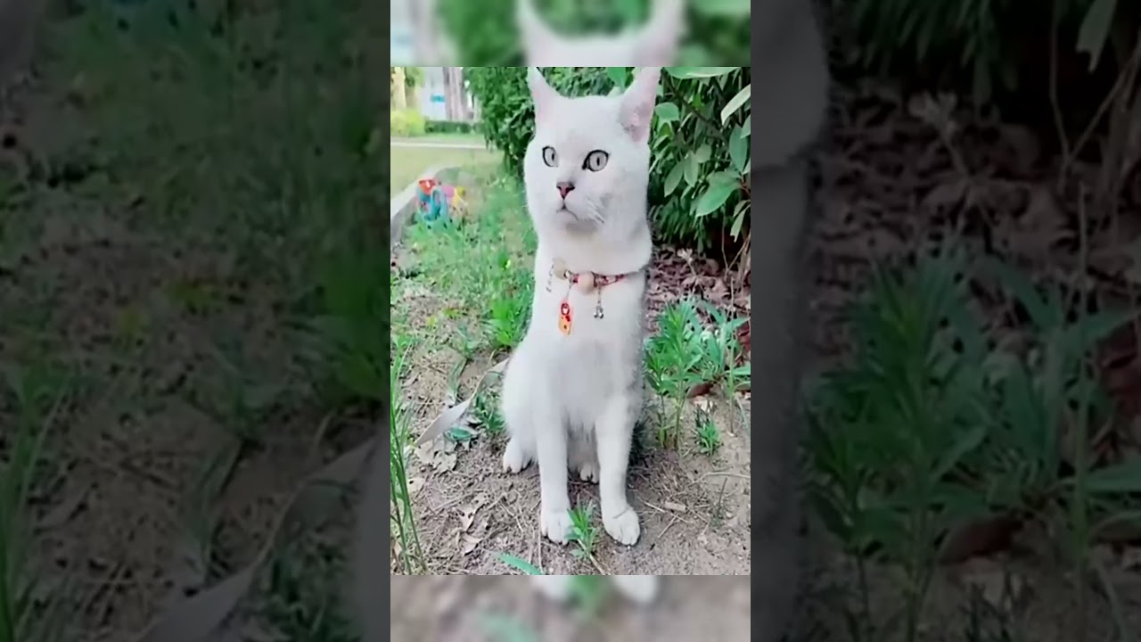 Cute pet toys 🐼  🔗Link is in  Bio 🐬   #AmazonFinds