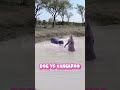 Dog Vs Kangaroo Shortsvideo Dog Kangaroo