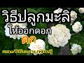 สูตร! วิธีปลูกมะลิให้ดอกดก และวิธีขยายพันธุ์ คลิปเดียวจบ how to grow jasmine