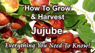 How To Grow And Harvest Jujube (Chinese Date) At Home