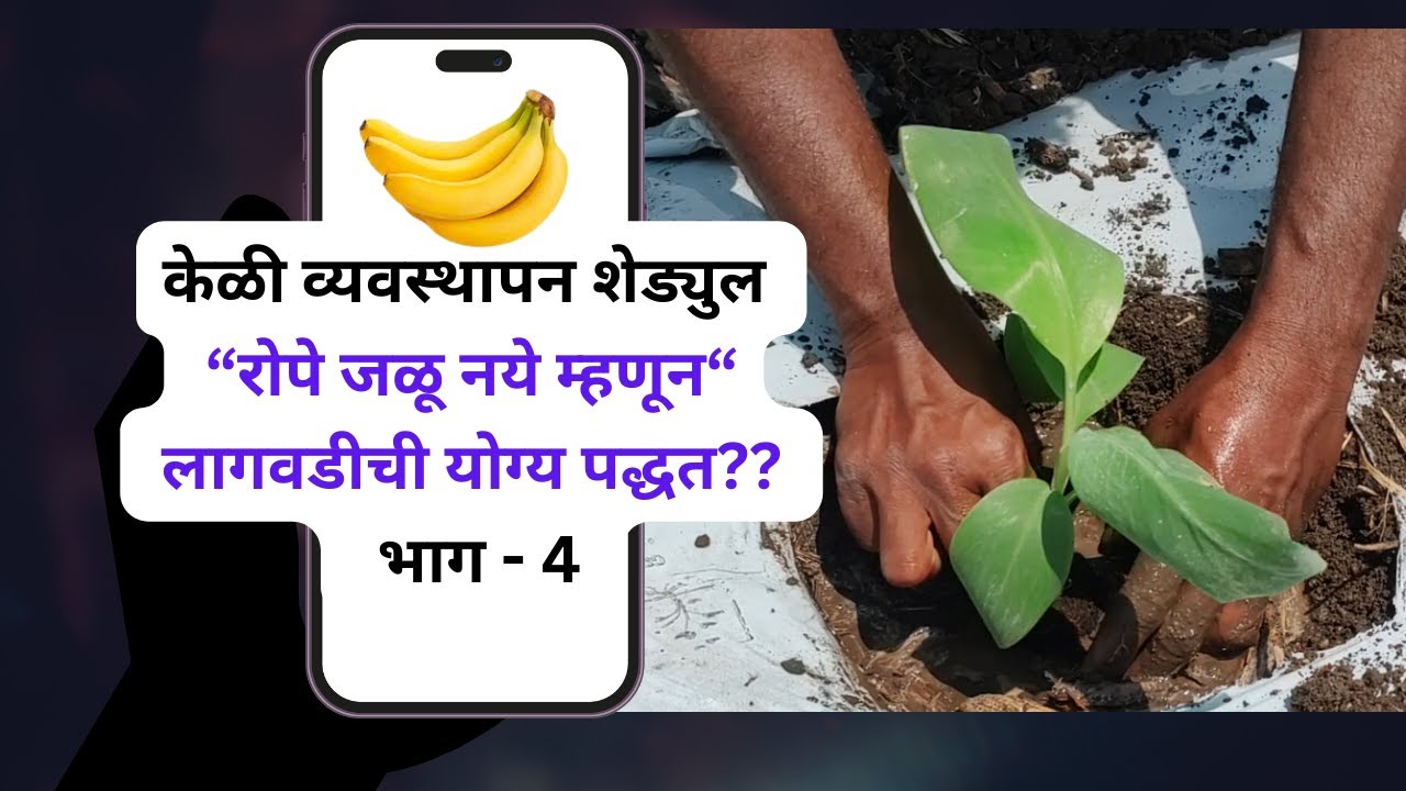 भाग - ४ - रोपे जळू नये म्हणून लागवडीची योग्य पद्धत
