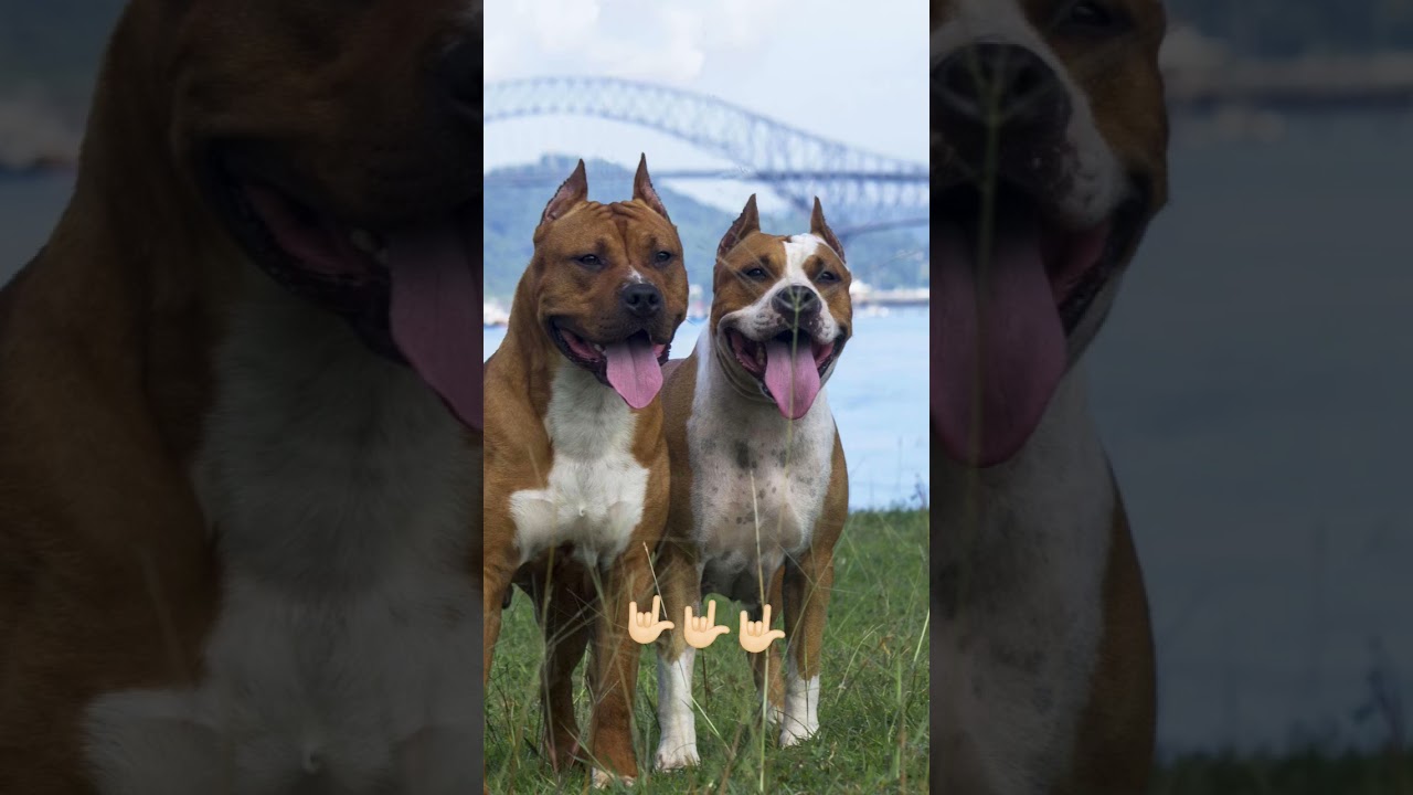 my bast friend dog 👌🏻👌🏻😎😎