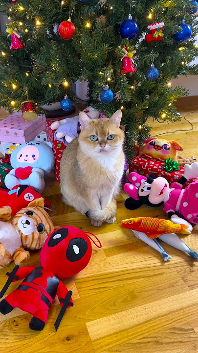 Download lagu Who Copied The Cat 😹 #FunnyCats