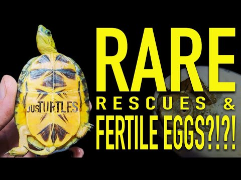 Rescuing Many New Turtles... And MORE!!!