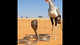 Most Smart Secretary Bird 😱 #shorts #facts