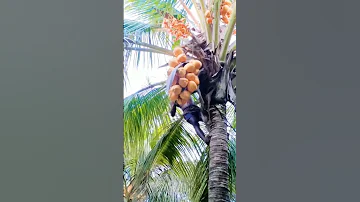 Hybrid Coconut Water Tree Shortsvideo Shorts Amazing Trending Coconut Video Happy Reels Youtube 