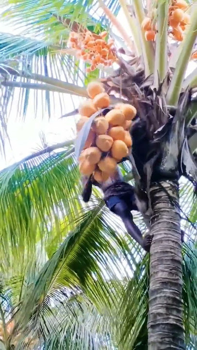 🌴hybrid Coconut Water tree#shortsvideo#shorts#amazing#trending#coconut#video#happy#reels#youtube