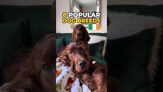 8 Popular Dog Breeds in Ireland  #dogs #pets #dogbreeds #ireland #shorts