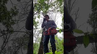 Summer Tree Felling