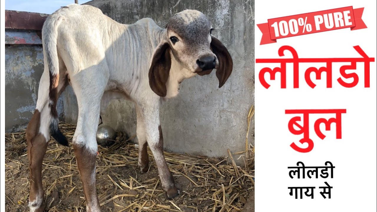 LILDO GIR BULL CALF FROM LILDI GIR COW