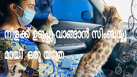 Watch the video about Anu Joseph shopping with Bengal cat