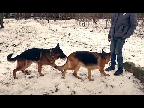 Ждём новый помёт немецких овчарок от Рэкса и Ники. Одесса.