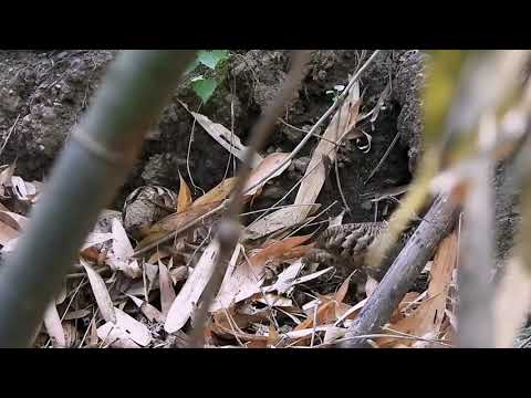 Hnahfun Mulek hring an tih fo thin..Tlakawrh..Varung. etc.. Birds of mizoram..