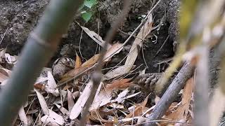 Download Lagu Hnahfun Mulek hring an tih fo thin..Tlakawrh..Varung. etc.. Birds of mizoram.. MP3