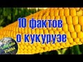 10 интересных фактов о кукурузе