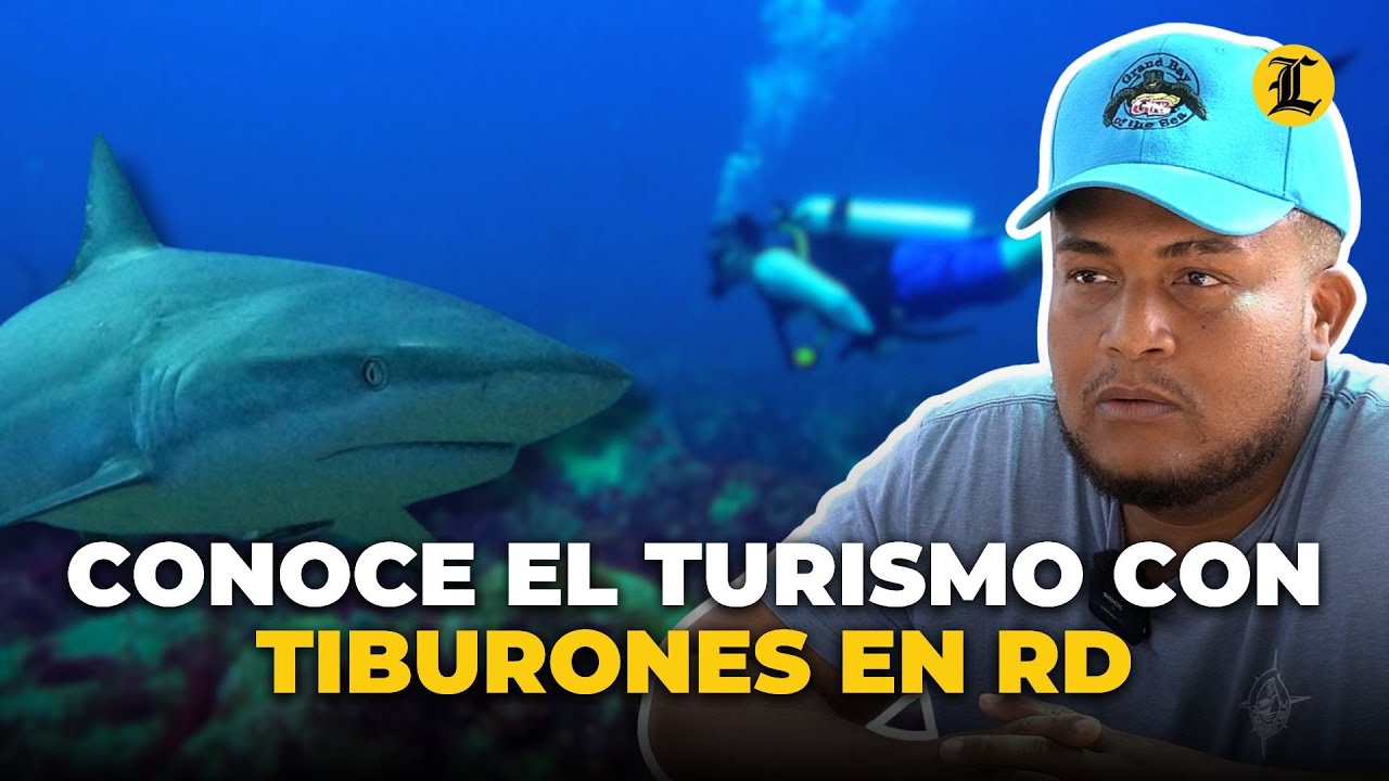 El buceo de dientes (con tiburones), una experiencia turística en auge en RD